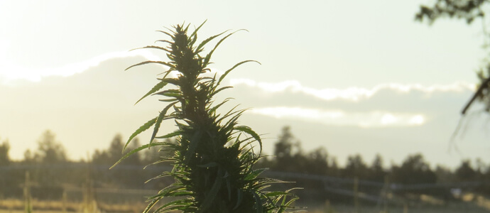 A cannabis plant